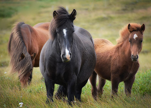 Three horses on the farm photo