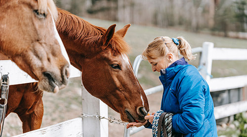 Woman feeding the horse photo